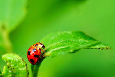 Close-up of ladybug on leaf