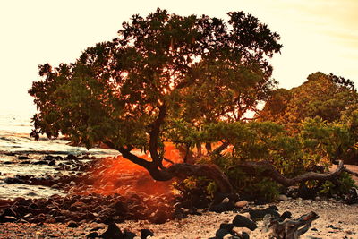 Tree by sea against sky