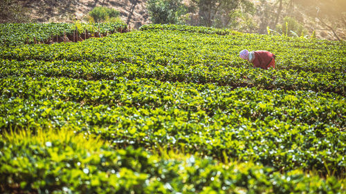 Side view of woman working in farm