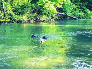 Ducks swimming on lake