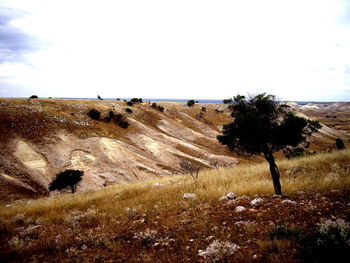 Trees on field against sky