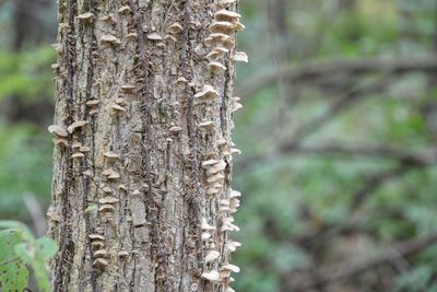 Close-up of tree trunk in forest