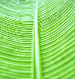 Full frame shot of palm leaf