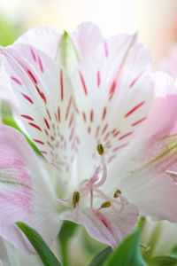 Close-up of pink flower