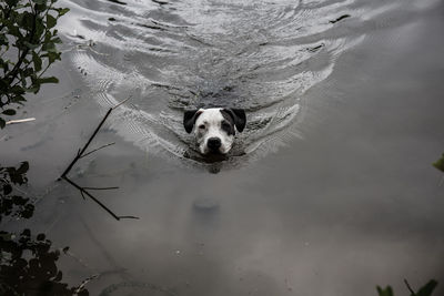 High angle view of dog swimming in lake
