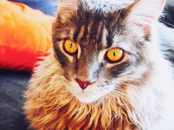 Close-up portrait of cat