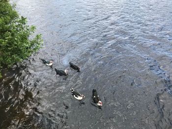 High angle view of ducks swimming in sea