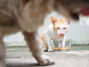 Close-up of cat eating food