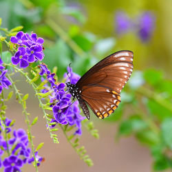 Close-up of butterfly pollinating on purple flower