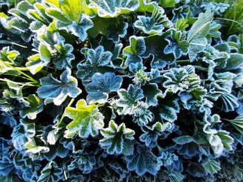 High angle view of flowering plant