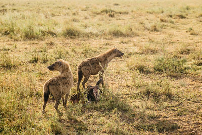 Lioness running on field