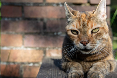 Close-up portrait of a cat