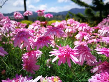 Close-up of pink flowering plants