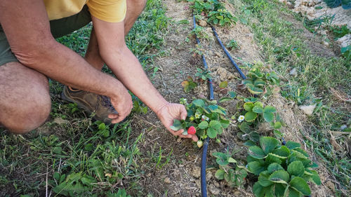 Cropped hand of woman picking plants