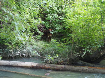 Scenic view of waterfall in forest