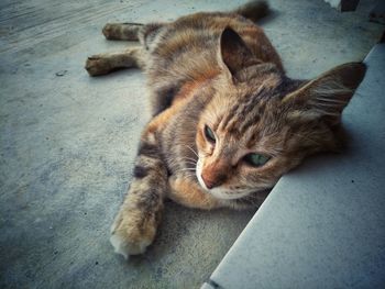 High angle view of cat resting on floor