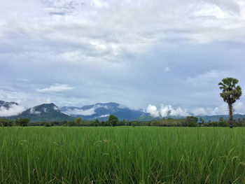 Scenic view of field against sky