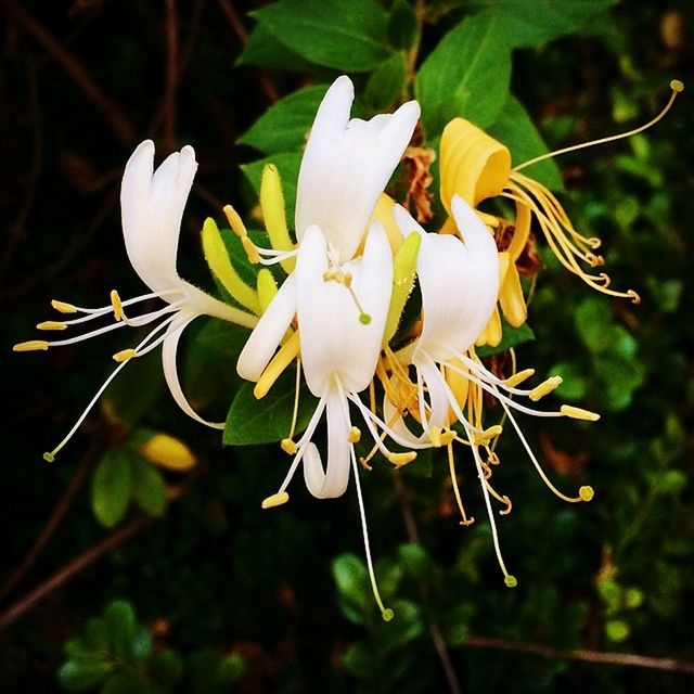 flower, petal, freshness, fragility, flower head, growth, beauty in nature, close-up, nature, white color, blooming, leaf, plant, focus on foreground, single flower, in bloom, stamen, blossom, stem, pollen