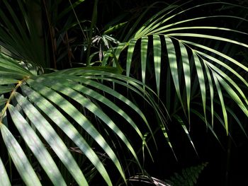 Close-up of palm tree leaves