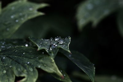 Close-up of raindrops on leaf