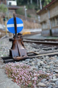 Close-up of flowering plants on railroad track