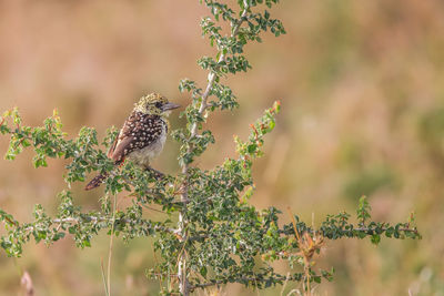 Close-up of bird perching on plant