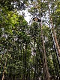 Low angle view of trees in the forest
