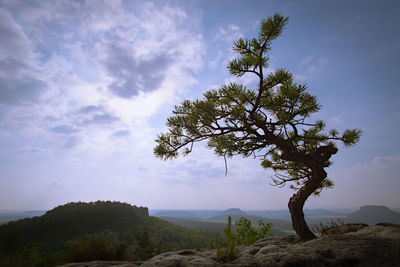 Tree by sea against sky