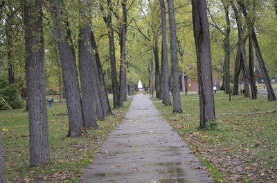 Trees in forest during autumn