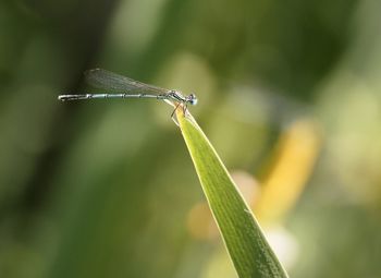 Close-up of grasshopper