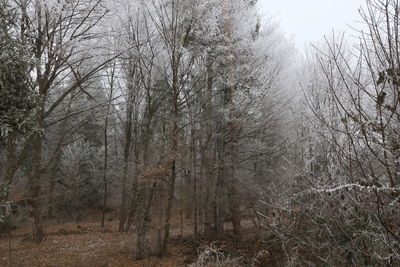 Bare trees in forest during winter