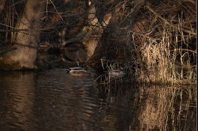 Birds in lake