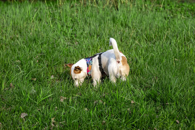 View of a dog on field