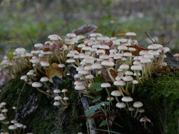 Close-up of mushrooms