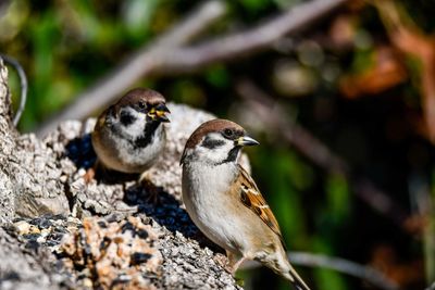 Close-up of birds perching on tree