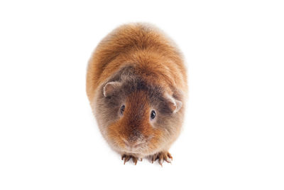 Close-up portrait of a rabbit over white background