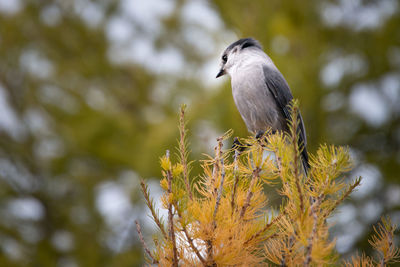 Close-up of bird perching on a tree