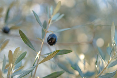 Close-up of insect on plant