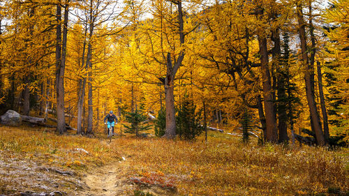 Trees in forest during autumn
