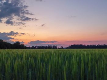 Summer sunset over a green field 