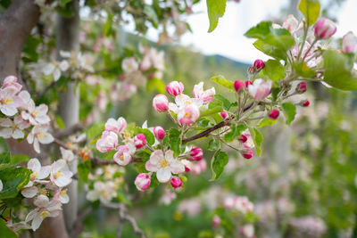 Close-up of pink cherry blossoms in spring