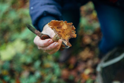 Close-up of hand holding plant