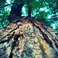 Low angle view of tree trunk