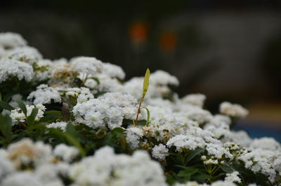 Close-up of white flowers