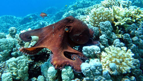 Big blue octopus .
octopus. big blue octopus on the red sea reefs.

