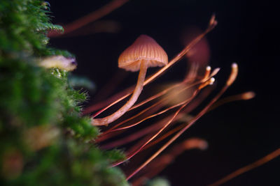 Close-up of mushroom growing on field