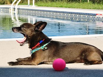 View of a dog ball in swimming pool