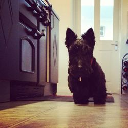 Portrait of a dog