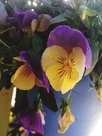 Close-up of fresh yellow flowers blooming outdoors