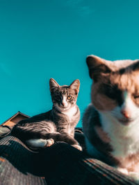 Portrait of cat relaxing at home